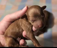 Bo Peep 🩷, a female Poodle - Miniature  for sale in Meta, MO – 3 of 7