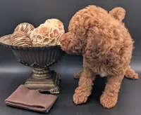 All Spice 🤎, a male Poodle - Toy  for sale in Meta, MO – 3 of 10