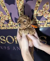 Bamm Bamm 🧡, a male Poodle - Toy  for sale in Meta, MO – 5 of 10