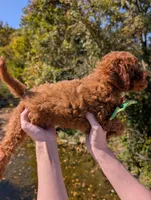 Watermelon 🍉, a female Poodle - Toy  for sale in Meta, MO – 7 of 10