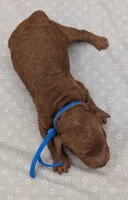Caleb 🩵, a male Poodle - Miniature  for sale in Meta, MO – 10 of 10