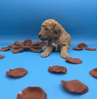 Copper 🤎, a male Poodle - Toy  for sale in Meta, MO – Photo 10 of 10