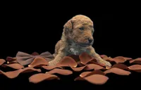 Copper 🤎, a male Poodle - Toy  for sale in Meta, MO – Photo 4 of 10