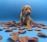 Copper 🤎, a male Poodle - Toy  for sale in Meta, MO – Photo 7 of 10