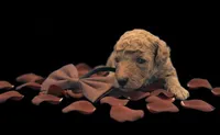 Copper 🤎, a male Poodle - Toy  for sale in Meta, MO – Photo 8 of 10
