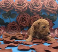 Copper 🤎, a male Poodle - Toy  for sale in Meta, MO – Photo 1 of 10