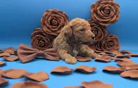 Copper 🤎, a male Poodle - Toy  for sale in Meta, MO – Photo 5 of 10