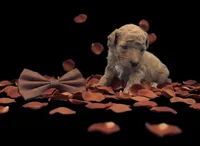 Copper 🤎, a male Poodle - Toy  for sale in Meta, MO – Photo 2 of 10