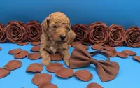 Copper 🤎, a male Poodle - Toy  for sale in Meta, MO – Photo 3 of 10