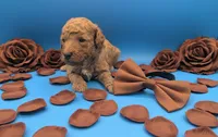 Copper 🤎, a male Poodle - Toy  for sale in Meta, MO – Photo 9 of 10