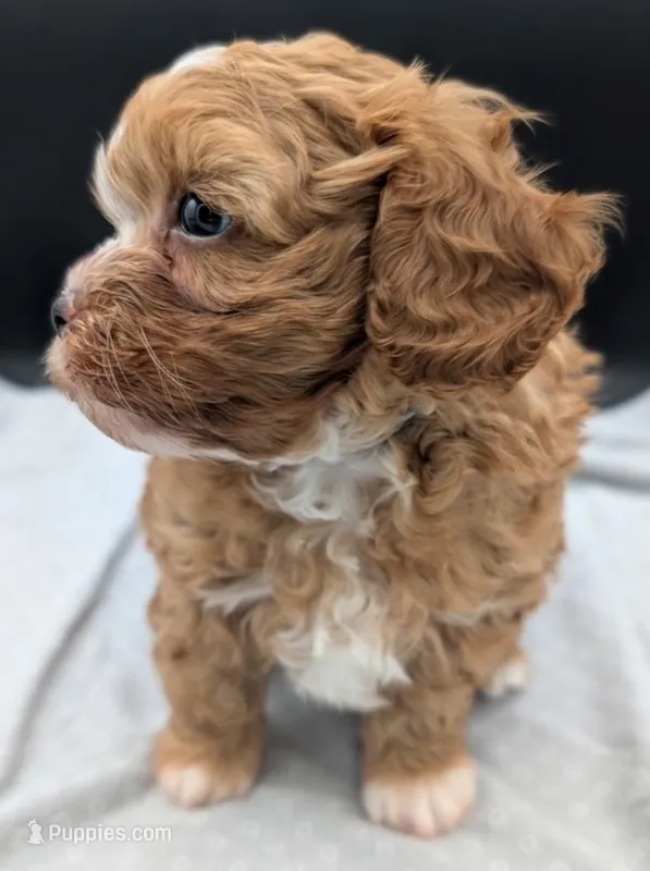 Jaxin 🩵 – Cavapoo puppy for sale in Meta, MO