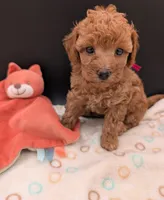 Raspberry 🩷, a female Poodle - Toy  for sale in Meta, MO – 6 of 10