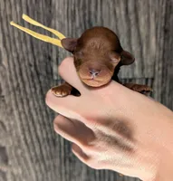 Banana 🍌, a male Poodle - Toy  for sale in Meta, MO – 4 of 10