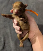 Bamm Bamm 🧡, a male Poodle - Toy  for sale in Meta, MO – 8 of 10