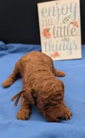 Woody 🤎, a male Poodle - Miniature  for sale in Meta, MO – 8 of 10