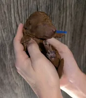Blueberry 🫐, a male Poodle - Toy  for sale in Meta, MO – 6 of 10
