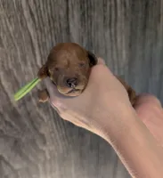 Rex 🦖, a male Poodle - Miniature  for sale in Meta, MO – 2 of 10