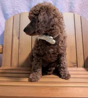 Jessie 💛, a female Poodle - Miniature  for sale in Meta, MO – 9 of 10
