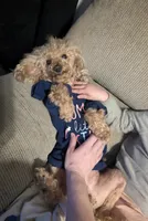 Scarlet Retired , a female Poodle - Miniature  for sale in Meta, MO – 9 of 10