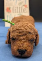 Rex 🦖, a male Poodle - Miniature  for sale in Meta, MO – 3 of 10