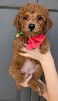 Watermelon 🍉, a female Poodle - Toy  for sale in Meta, MO – 3 of 10
