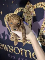 Grape 🍇, a female Poodle - Toy  for sale in Meta, MO – 8 of 10