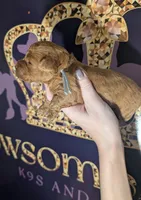 Mohawk 🩶, a male Poodle - Miniature  for sale in Meta, MO – 5 of 10