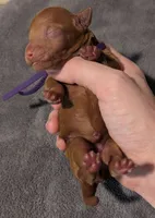 Grape 🍇, a female Poodle - Toy  for sale in Meta, MO – 3 of 10