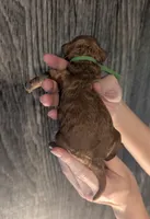 Rex 🦖, a male Poodle - Miniature  for sale in Meta, MO – 4 of 10