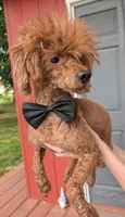 Winston Retired Stud, a male Poodle - Miniature  for sale in Meta, MO – 8 of 10