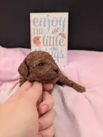 Bo Peep 🩷, a female Poodle - Miniature  for sale in Meta, MO – 6 of 10