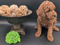 Rex 🦖, a male Poodle - Miniature  for sale in Meta, MO – 5 of 10