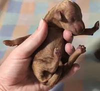 Rex 🦖, a male Poodle - Miniature  for sale in Meta, MO – 3 of 6