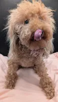 Scarlet Retired AKC Registered , a female Poodle - Miniature  for sale in Meta, MO – 5 of 10