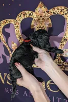 Simba ❤️, a male Poodle - Miniature  for sale in Meta, MO – 5 of 10