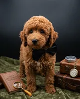 Abel 🤎, a male Poodle - Miniature  for sale in Meta, MO – 7 of 10