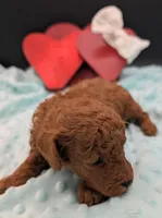 Cal 🤍, a male Poodle - Miniature  for sale in Meta, MO – 5 of 10