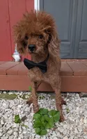 Winston , a male Poodle - Miniature  for sale in Meta, MO – 5 of 10