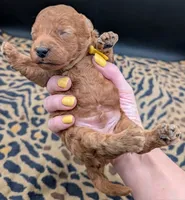 Charlie Brown 💛, a male Poodle - Toy  for sale in Meta, MO – 4 of 10