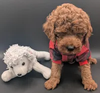 Woody 🤎, a male Poodle - Miniature  for sale in Meta, MO – 3 of 10