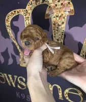 Watermelon 🍉, a female Poodle - Toy  for sale in Meta, MO – 3 of 10