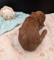 Buzz 🤍, a male Poodle - Miniature  for sale in Meta, MO – 8 of 10