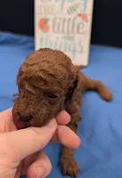 Woody 🤎, a male Poodle - Miniature  for sale in Meta, MO – 3 of 10