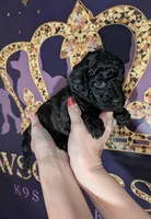 Rafiki 🖤, a male Poodle - Miniature  for sale in Meta, MO – 2 of 10
