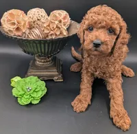 Rex 🦖, a male Poodle - Miniature  for sale in Meta, MO – 7 of 10