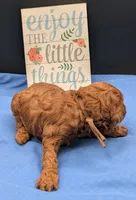 Woody 🤎, a male Poodle - Miniature  for sale in Meta, MO – 4 of 10