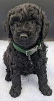 Adam 💚, a male Poodle - Miniature  for sale in Meta, MO – Photo 5 of 10