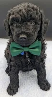 Adam 💚, a male Poodle - Miniature  for sale in Meta, MO – Photo 8 of 10