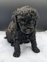 Adam 💚, a male Poodle - Miniature  for sale in Meta, MO – Photo 9 of 10