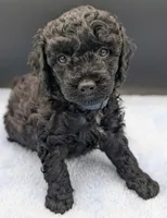 Adam 💚, a male Poodle - Miniature  for sale in Meta, MO – Photo 7 of 10
